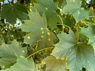 L'Ami des Jardins 1189 DES TACHES SUR LES FEUILLES DE L'ÉRABLE SYCOMORE