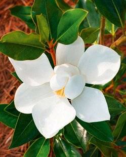 L'Ami des Jardins 1189 DES MAGNOLIAS POUR LES PETITS JARDINS
