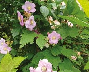 L'Ami des Jardins 1189 UNE SUPERBE RONCE SANS ÉPINES