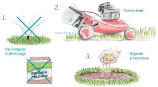 L'Ami des Jardins 1189 EN ÉTÉ, QUE FAIRE POUR LA PELOUSE ?