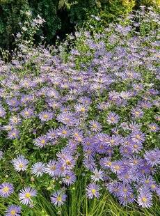 L'Ami des Jardins 1189 SYNONYME