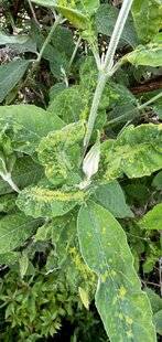 L'Ami des Jardins 1189 UNE VIROSE SUR LE BUDDLEIA