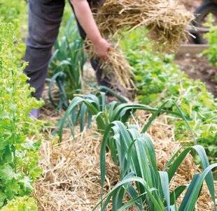 L'Ami des Jardins 1189 BUTTER ET PAILLER LES POIREAUX