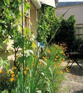 L'Ami des Jardins 1189 PHOTOTROPISME