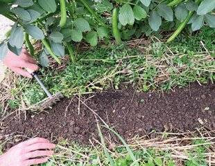 L'Ami des Jardins 1189 CONSERVER LE PAILLAGE EN PLACE