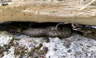 L'Ami des Jardins 1189 CHIC ! UN REPTILE DANS MON JARDIN