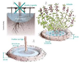 L'Ami des Jardins 1189 COMMENT ARROSSER DES JEUNES PLANTS