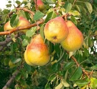 L'Ami des Jardins 1189 LE FEUILLAGE DES POIRIERS JAUNIT