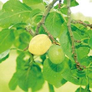 L'Ami des Jardins 1189 UNE PRUNE SAVOUREUSE