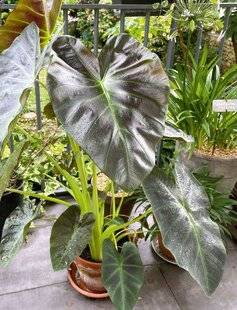 L'Ami des Jardins 1189 EFFET TROPICAL GARANTI AVEC UN COLOCASIA EN POT