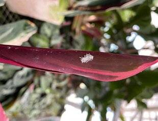 L'Ami des Jardins 1189 UNE COCCINELLE MANGEUSE DE COCHENILLES