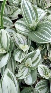 L'Ami des Jardins 1189 ADOPTER DE NOUVELLES MISÈRES