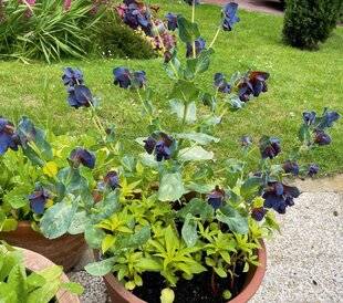 L'Ami des Jardins 1189 UNE ANNUELLE SUPERBE