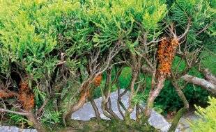 L'Ami des Jardins 1189 QU'ARRIVE-T-IL À MON GENÉVRIER ?