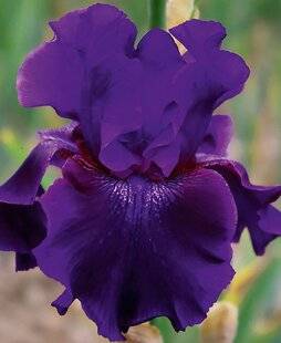 L'Ami des Jardins 1189 Iris'Rosalie Figge'