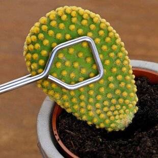 L'Ami des Jardins 1189 CACTUS