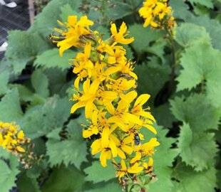 L'Ami des Jardins 1189 Ligulaire'The Rocket'