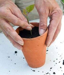 L'Ami des Jardins 1189 GODET OU POT ?
