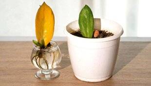 L'Ami des Jardins 1189 ZAMIOCULCAS