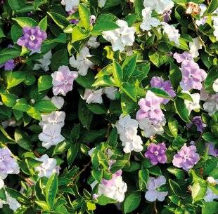 L'Ami des Jardins 1189 DES FLEURS AUX TEINTES CHANGEANTES