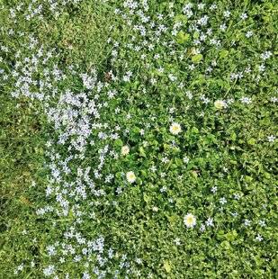 L'Ami des Jardins 1189 UNE PELOUSE BLEU CIEL