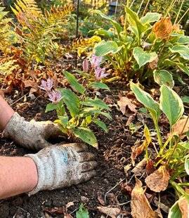 L'Ami des Jardins 1189 ESSAYER DE PLANTER EN FIN D'ÉTÉ
