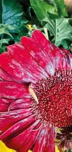 L'Ami des Jardins 1189 OÏDIUM SUR LE GERBERA