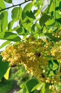 L'Ami des Jardins 1189 UN ALLIÉ POUR LES BUTINEURS