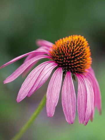 L'Ami des Jardins 1190 L'échinacée, la vivace à adopter
