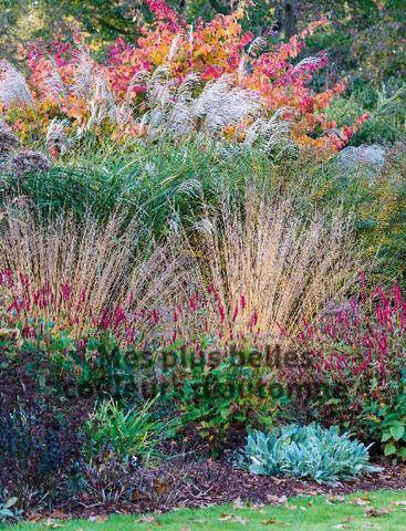 L'Ami des Jardins 1190 Mes plus belles couleurs d’automne