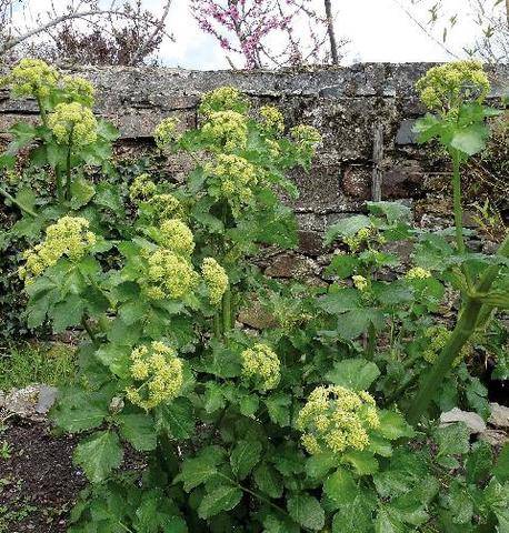 L'Ami des Jardins 1190 UNE ÉPICE À RÉCOLTER AVEC SOIN