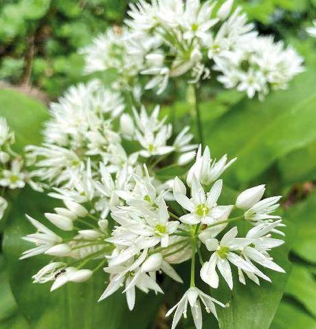L'Ami des Jardins 1190 LA SANTÉ PAR LES PLANTES
