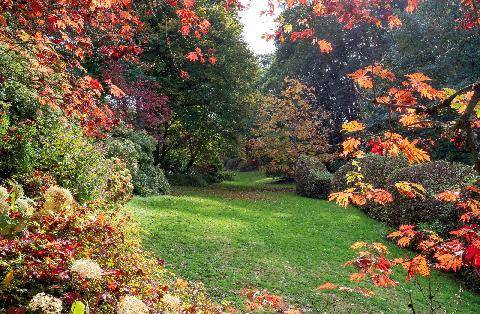 L'Ami des Jardins 1190 L’arbre et le paysage