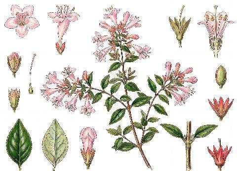 L'Ami des Jardins 1190 LES ABÉLIAS