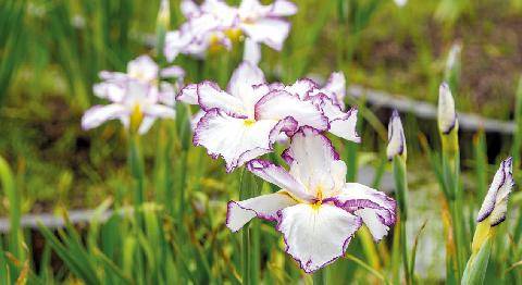 L'Ami des Jardins 1190 FLEURS