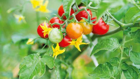 L'Ami des Jardins 1190 COMMENT LES TOMATES MÛRISSENT ?