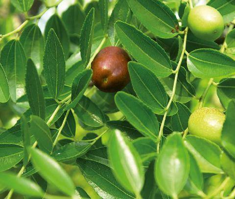 L'Ami des Jardins 1190 FRUITS