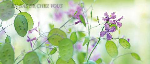 L'Ami des Jardins 1190 La monnaie-du-pape Lunaria annua