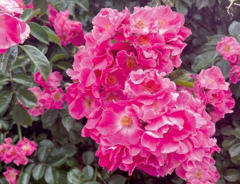 L'Ami des Jardins 1190 ON PARTAGE TOUT