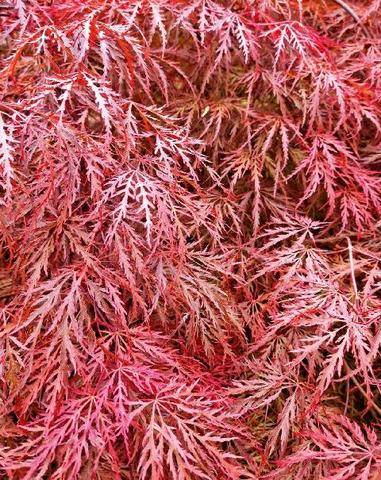 L'Ami des Jardins 1190 FICHES PLANTES