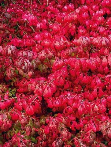 L'Ami des Jardins 1191 Le fusain ailé, l'arbuste incandescent