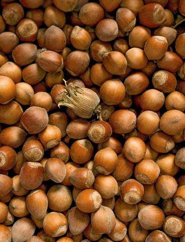 L'Ami des Jardins 1191 La noisette PETITE MAIS GOURMANDE