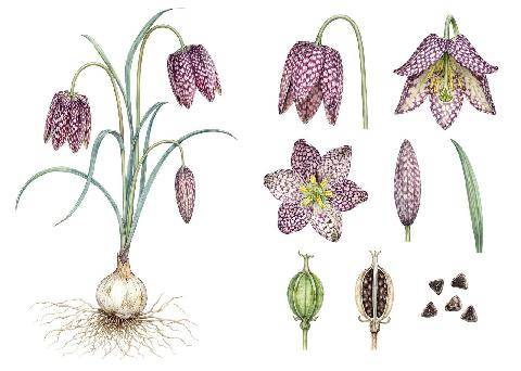 L'Ami des Jardins 1191 BULBES : SORTIR DES SENTIERS BATTUS