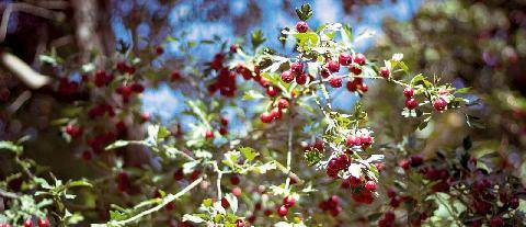 L'Ami des Jardins 1191 L’aubépine Crataegus monogyna