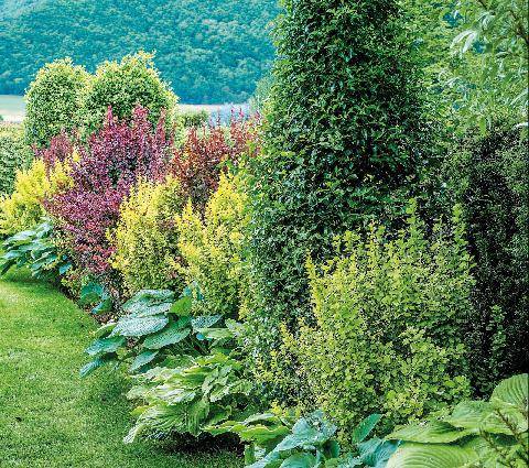 L'Ami des Jardins 1191 Une haie vivante… et gourmande !