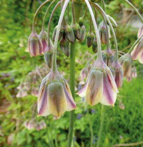 L'Ami des Jardins 1191 UNE CHARMANTE BULBEUSE