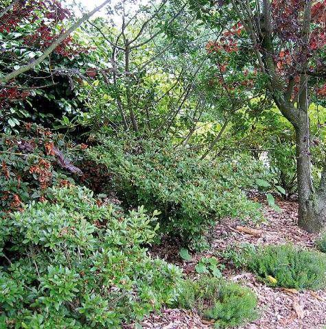 L'Ami des Jardins 1191 PAILLER LES ARBUSTES DE TERRE DE BRUYÈRE