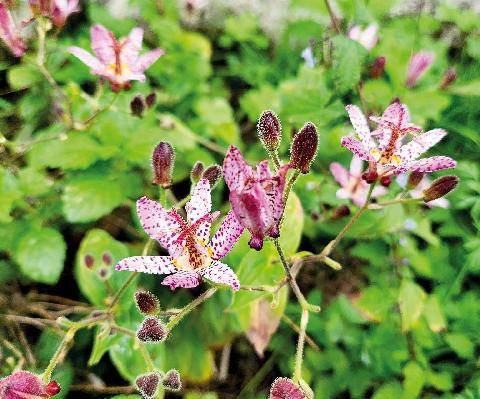 L'Ami des Jardins 1191 FLEURS