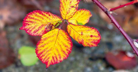 L'Ami des Jardins 1191 POURQUOI LES FEUILLES CHANGENT DE COULEUR ?