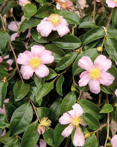 L'Ami des Jardins 1191 FICHES PLANTES
